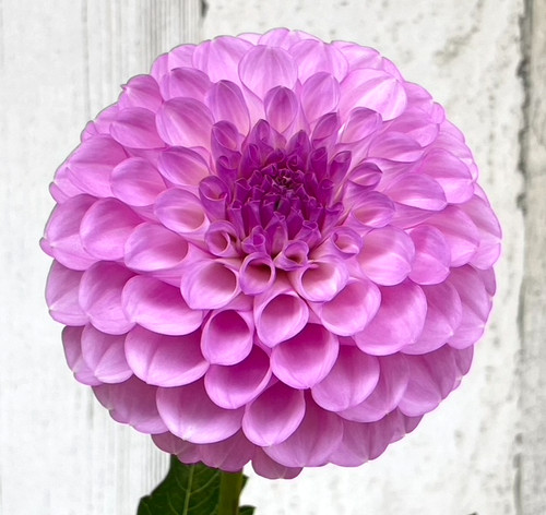 20th Ave Pure Prince | DreamlandFlowerFarm