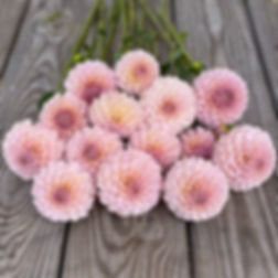 KA's Cinder Rose® 1- per household