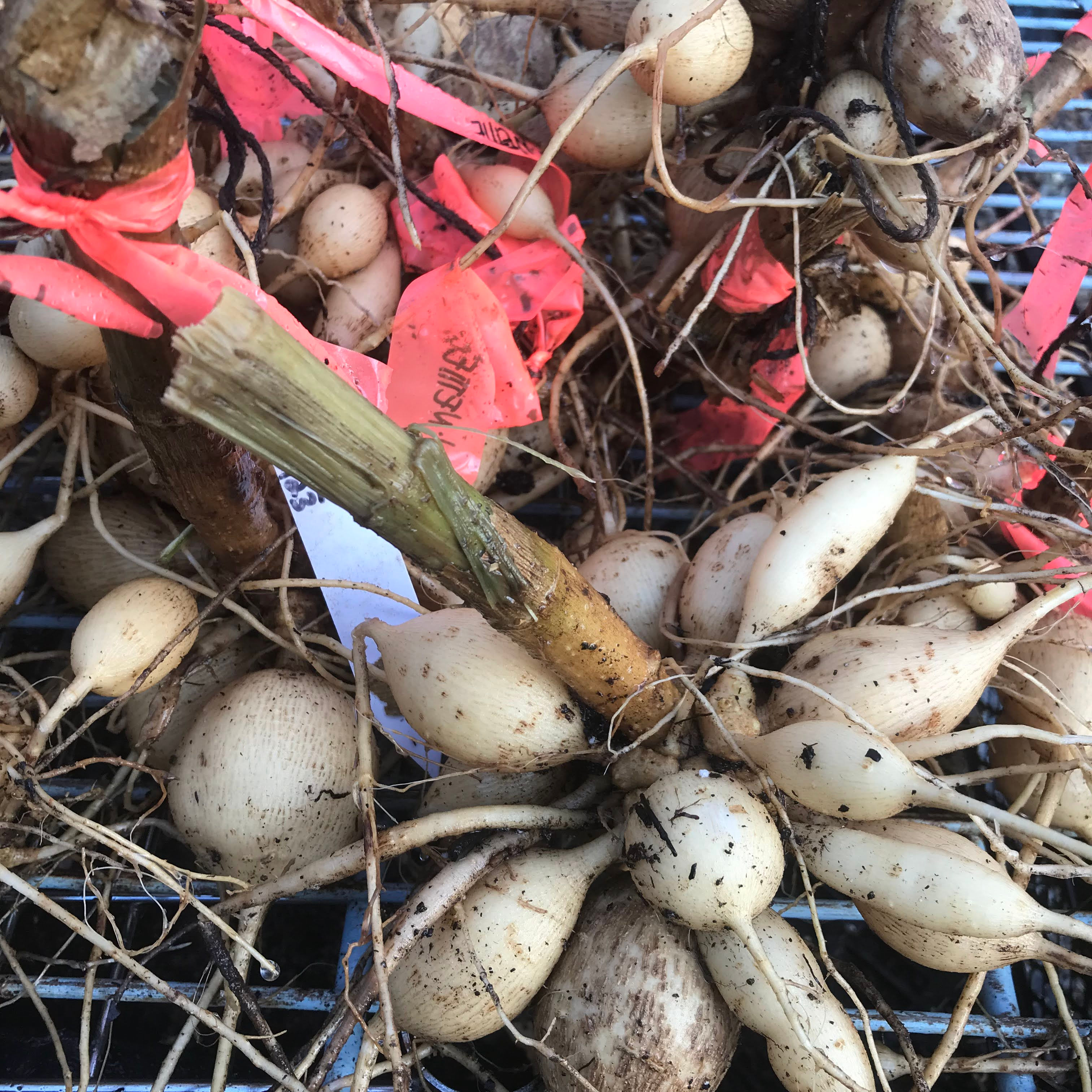 One on One Dahlia Hands-on with Merrie