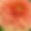 Thumbnail: Bracken Palomino