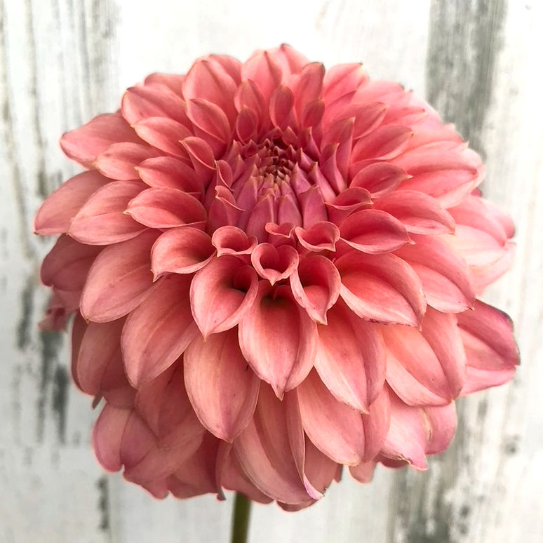 Peaches N Cream Solid (SPORT of PNC)