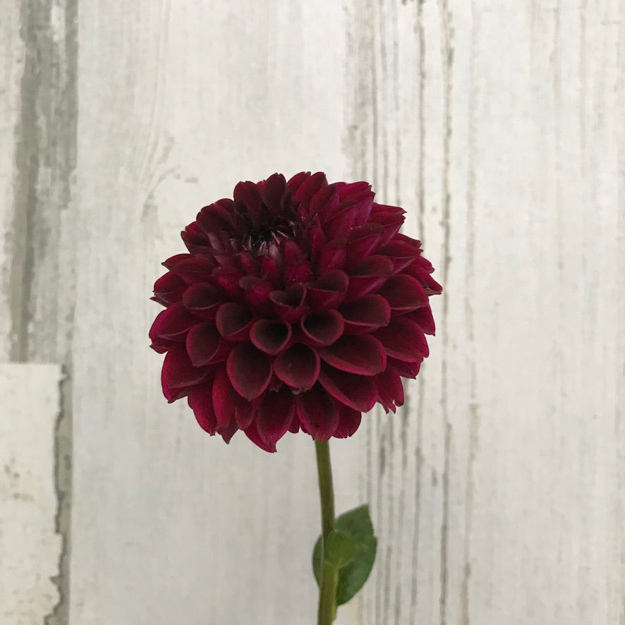 Thumbnail: Ferncliff Ebony