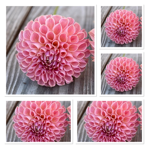Clearview Peachy Bulk: 5 tubers | DreamlandFlowerFarm