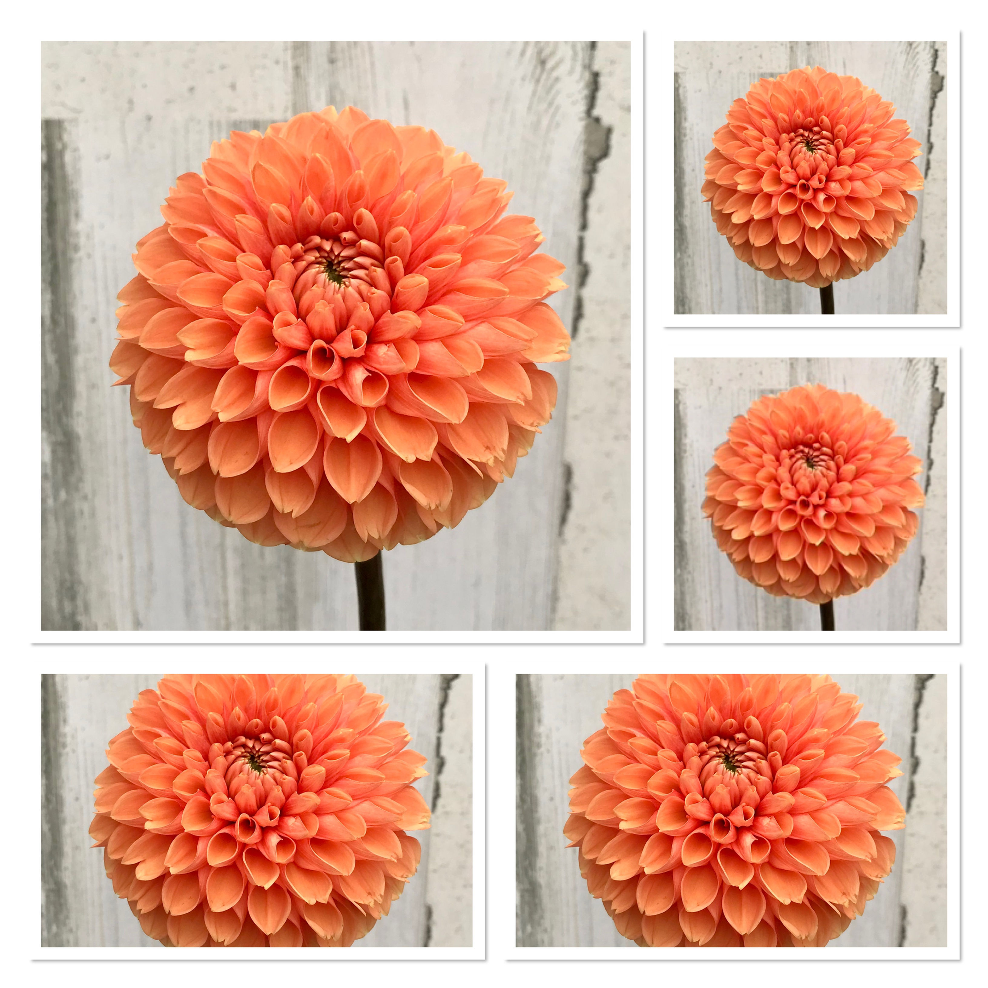 Maarn (AKA Sylvia) Bulk: 5 Tubers