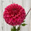 Thumbnail: Sylvia Craig Hunter