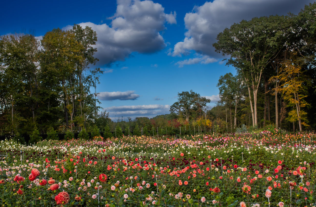 Dahlia Field Walk & Make Your Own Arrangement