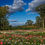 Thumbnail: Dahlia Field Walk & Make Your Own Arrangement