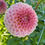 Thumbnail: 20th Ave Softer Peach