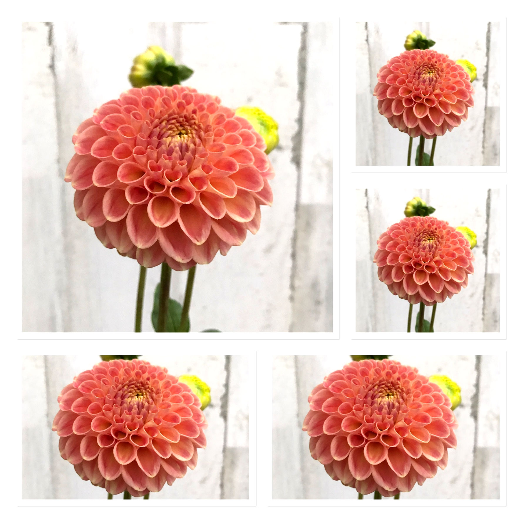 Snoho Doris Bulk: 5 Tubers