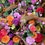 Thumbnail: Bouquet Booklet