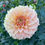 Thumbnail: Bracken Sarah