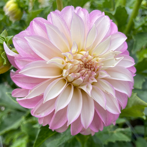 Verrone's DF | DreamlandFlowerFarm