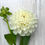 Thumbnail: White Nettie