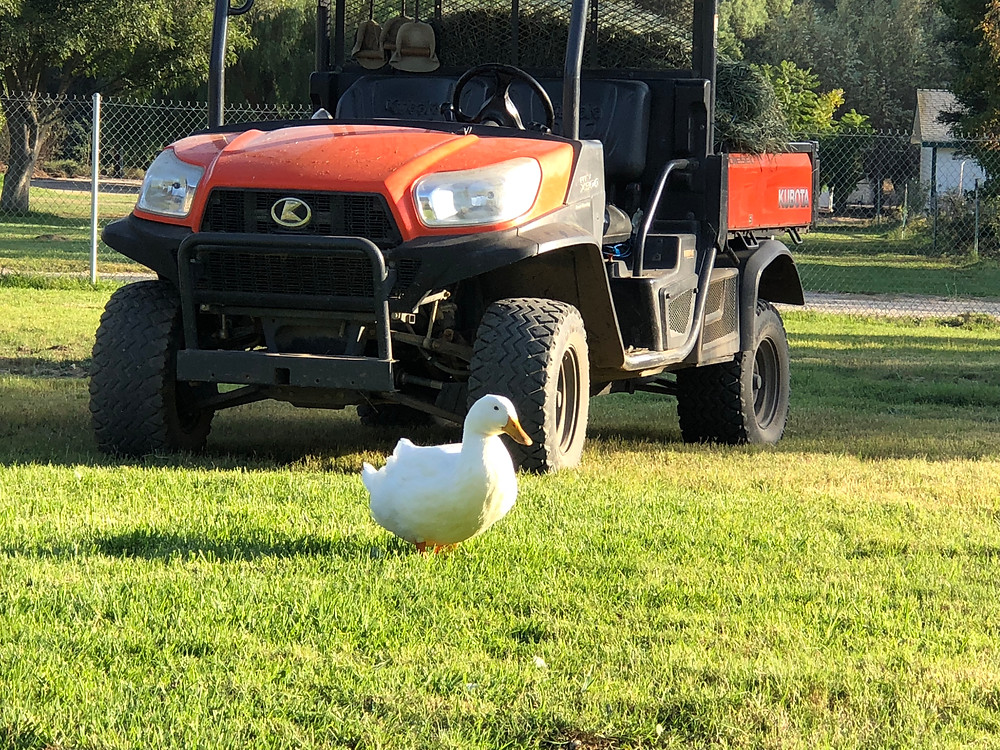 Cleo the duck.