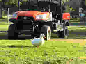 Cleo the duck.