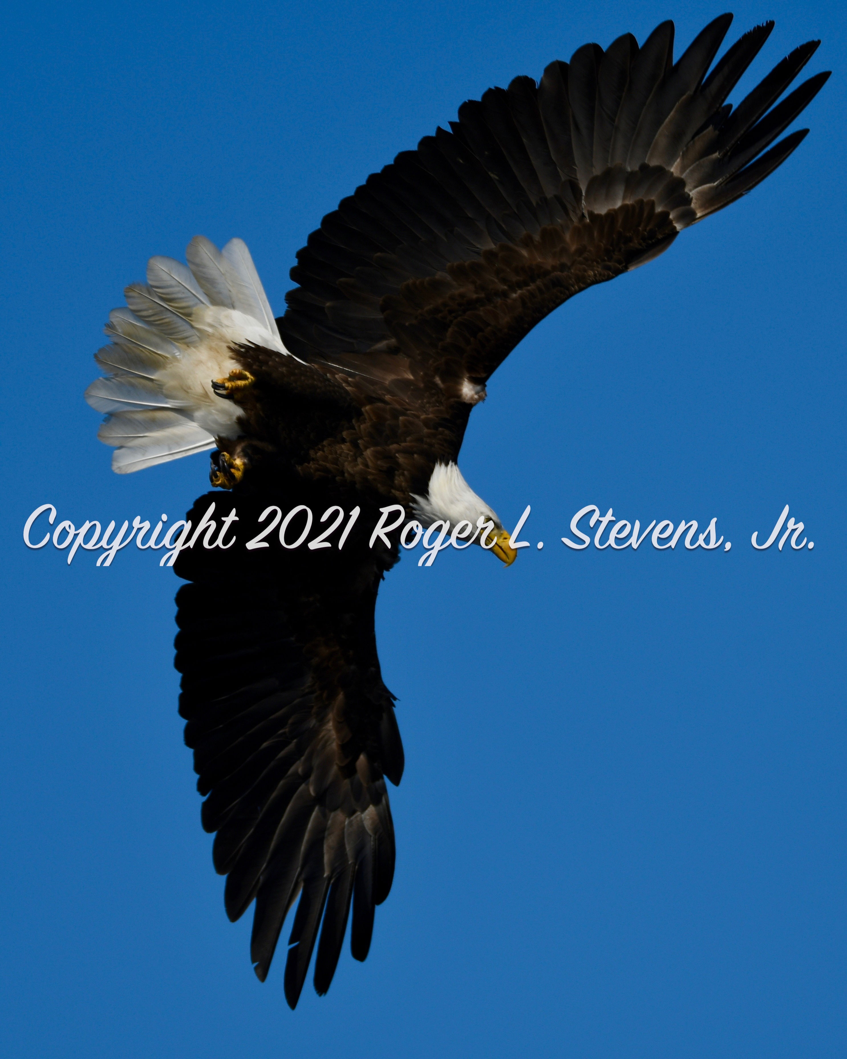 "Soaring Bald Eagle" 8"x10" Print