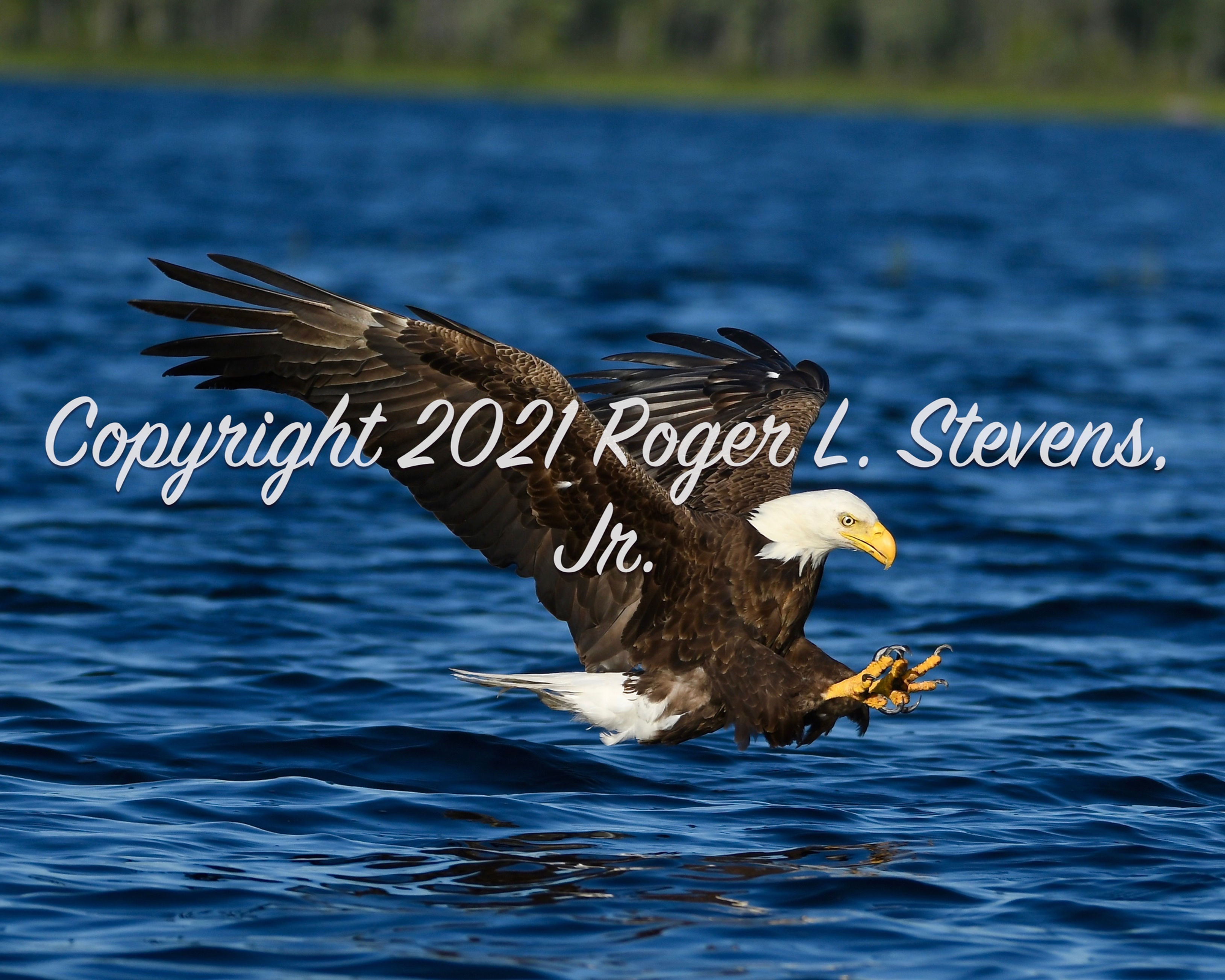 "Incoming Bald Eagle" 8"x10" Print