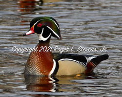 Wood Duck close-Up 001