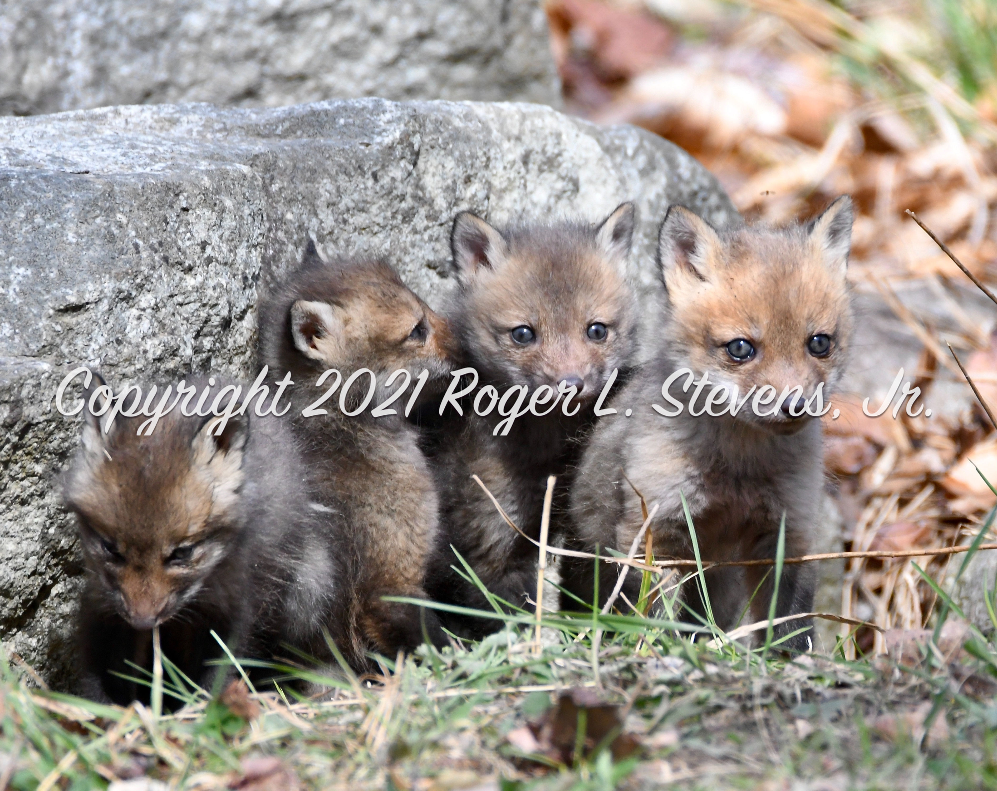 "Baby Red Fox Kits"  8"x10" Print
