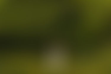 Lexi | Ravenscroft High School Senior Session in Raleigh, NC