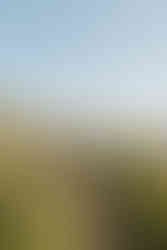 muir beach spring senior photo