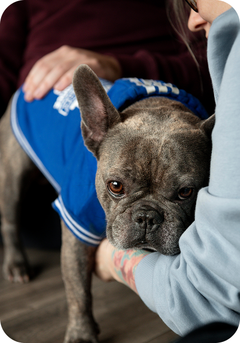 dog-lifestyle-care-with-owner 1.png