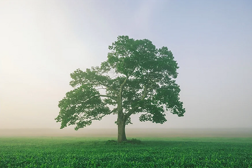 Scott Sauls Sycamore Image.png