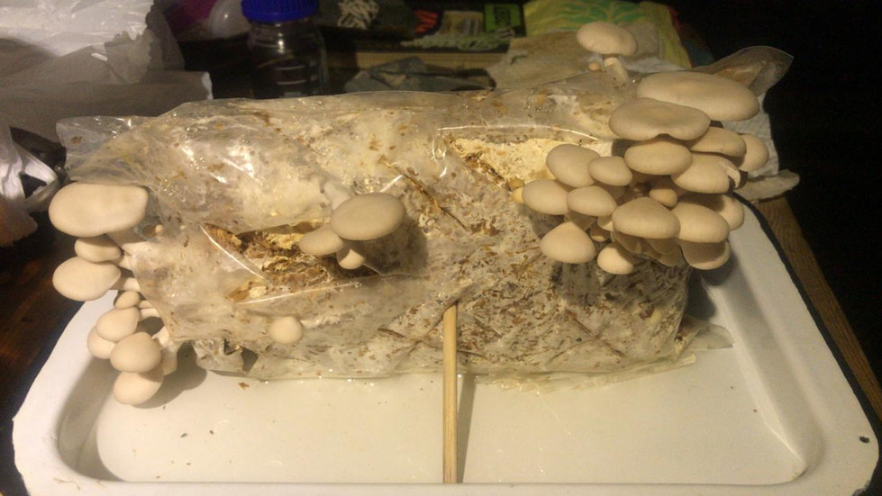 Bio-brick Mushroom