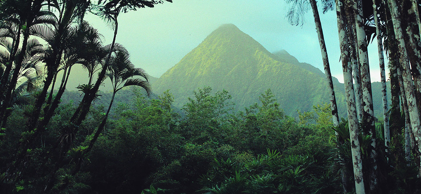 Jungle 5.png