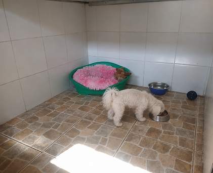 Maltés comiendo de su cuenco.png