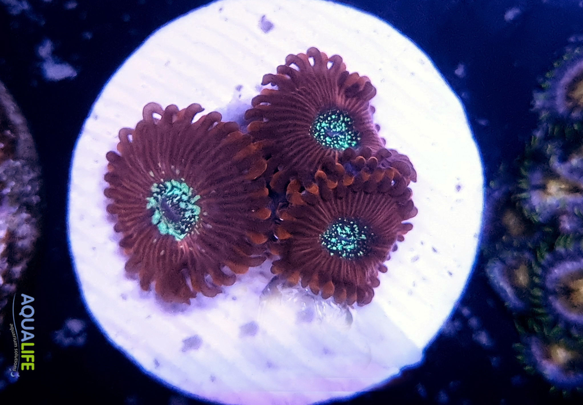 Zoanthus magician x 3 polipos