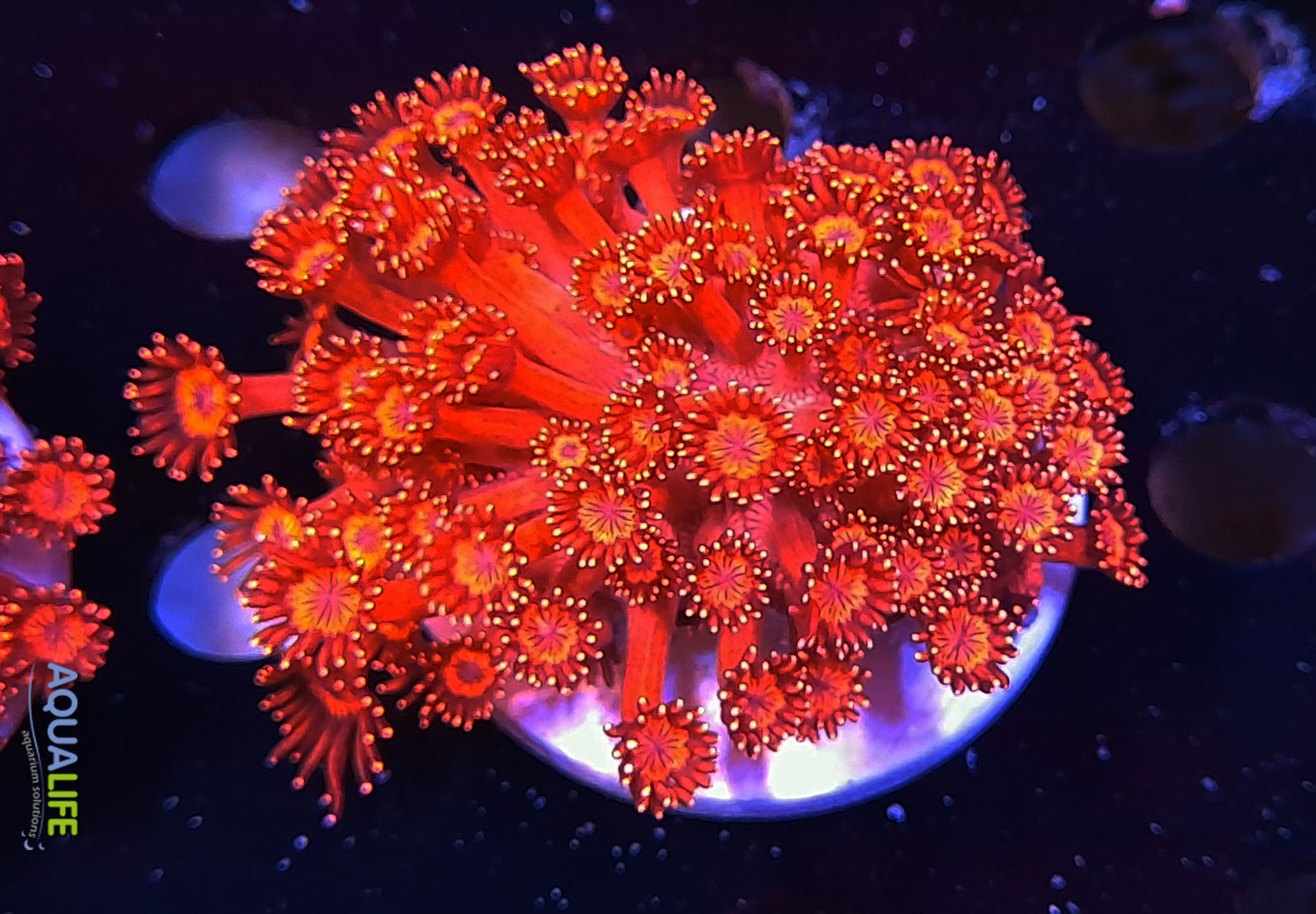Goniopora Ragin red