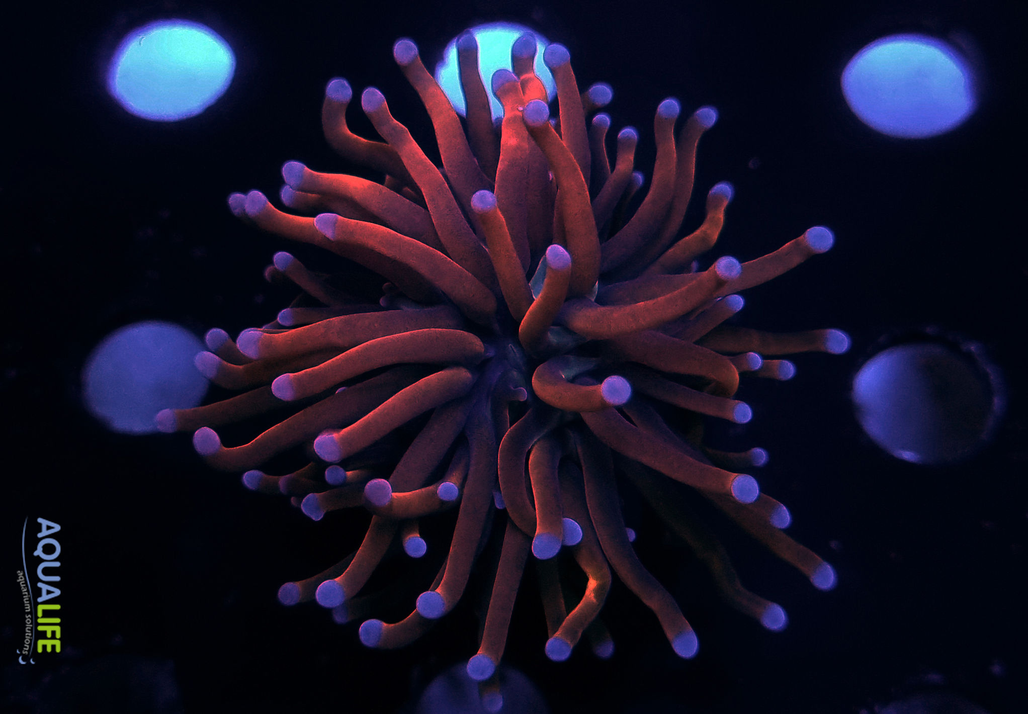 Euphyllia glabrescens gold 1 cabeza