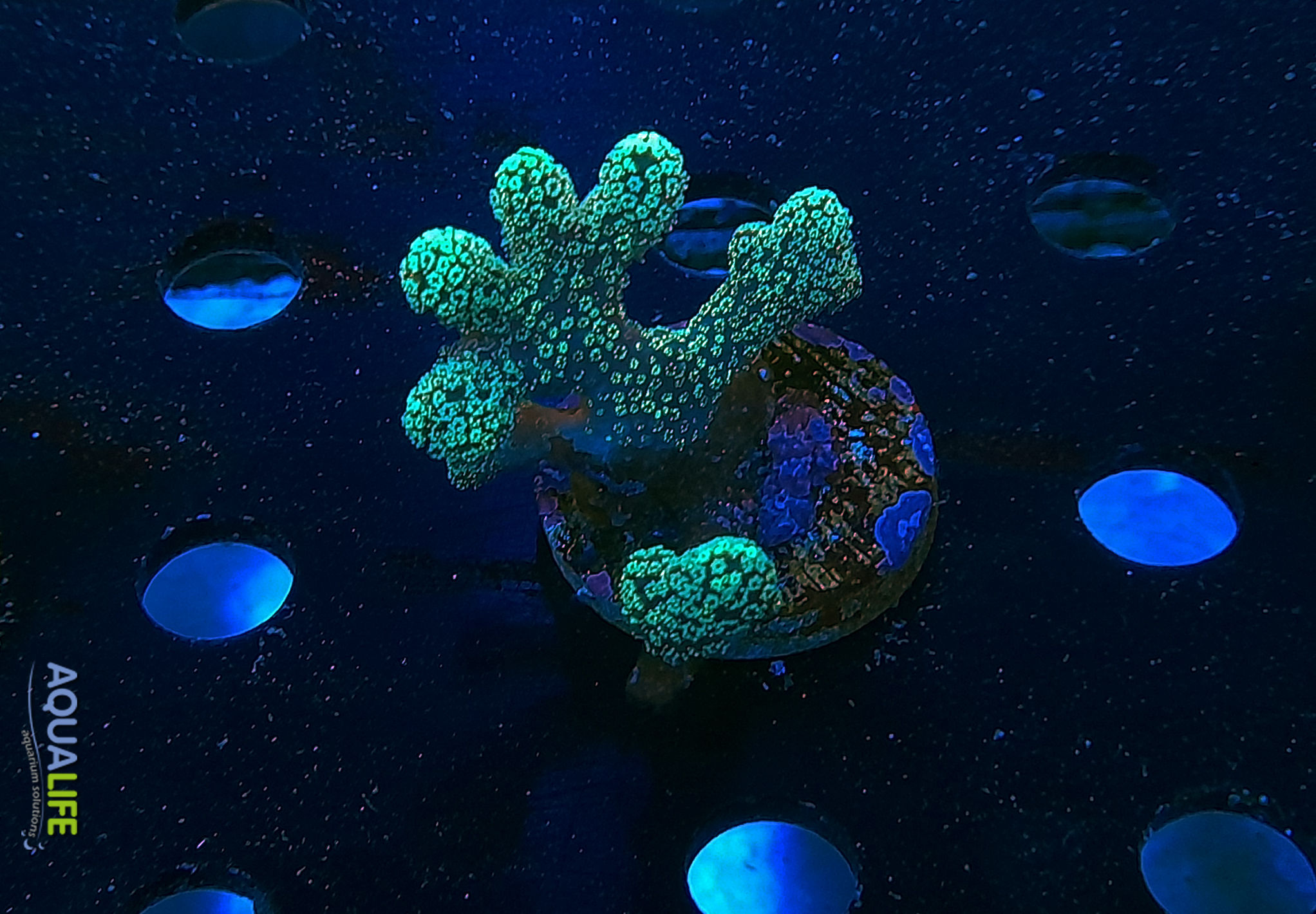 Stylophora pistilata verde