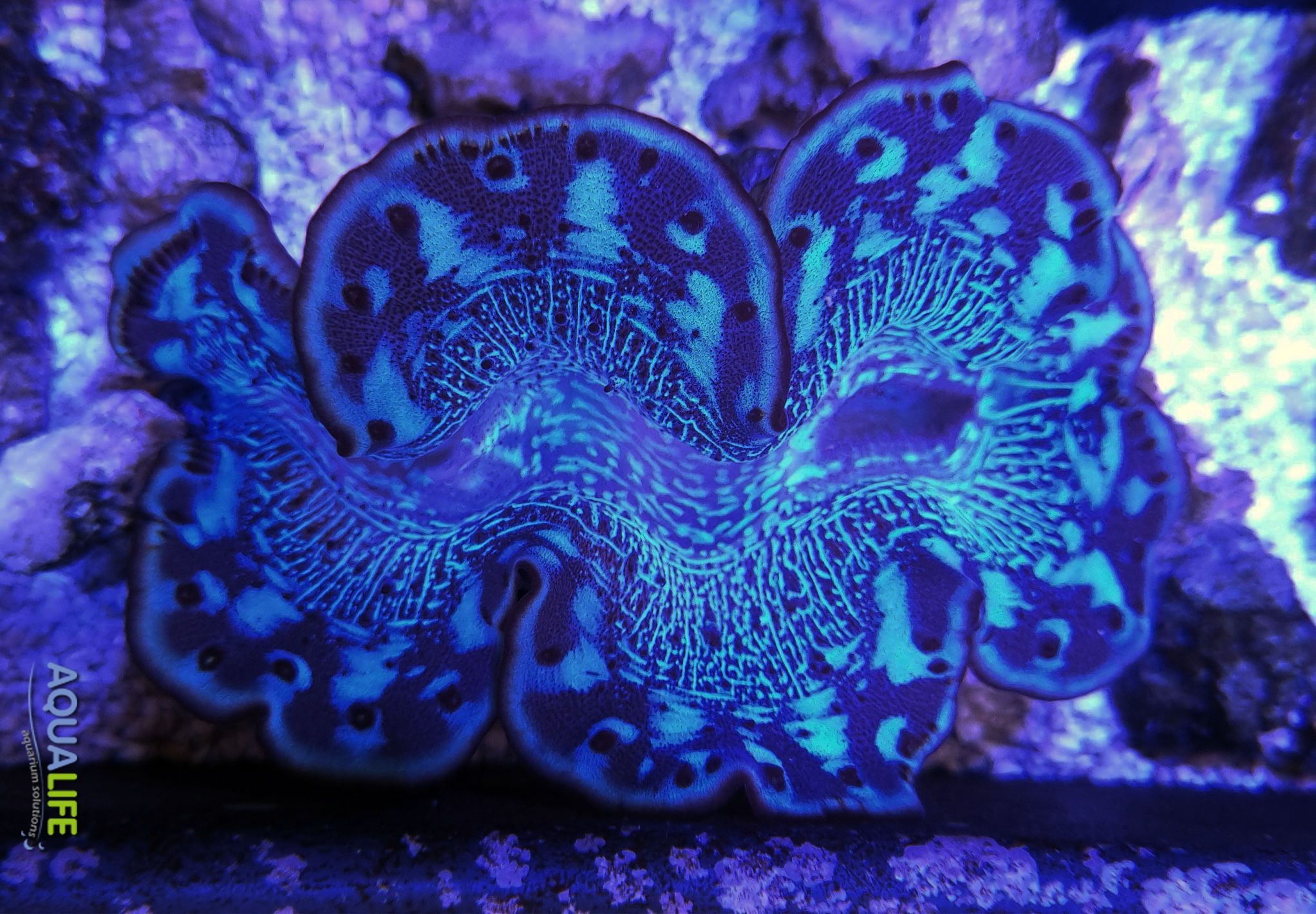 Tridacna Maxima