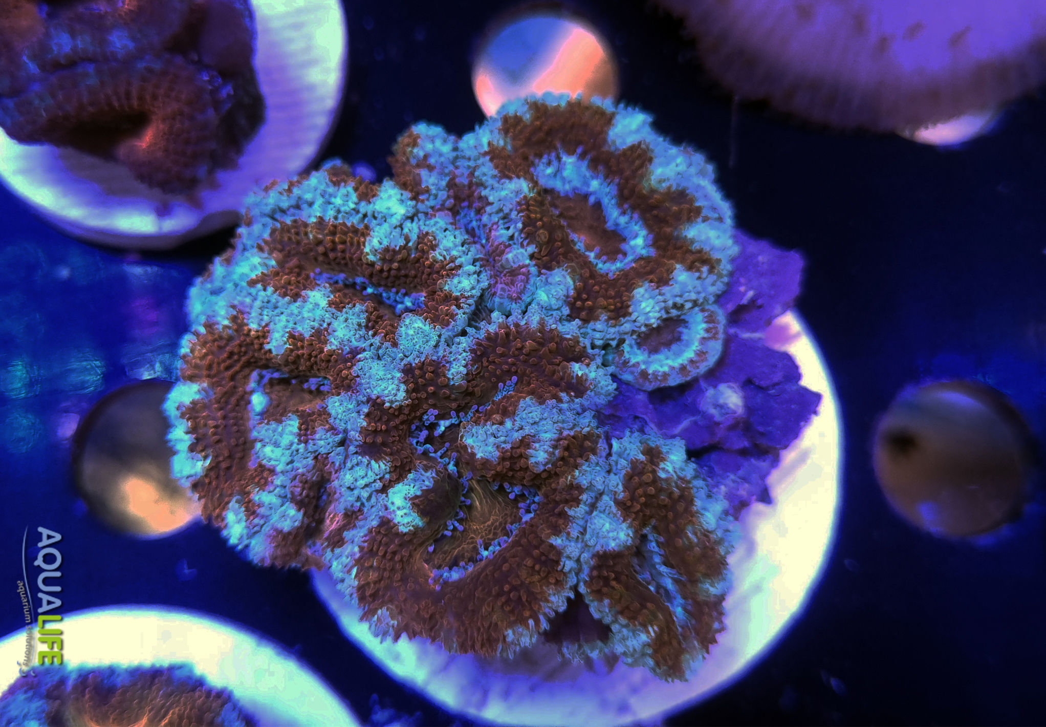 Acanthastrea Lordhowensis (Australia)