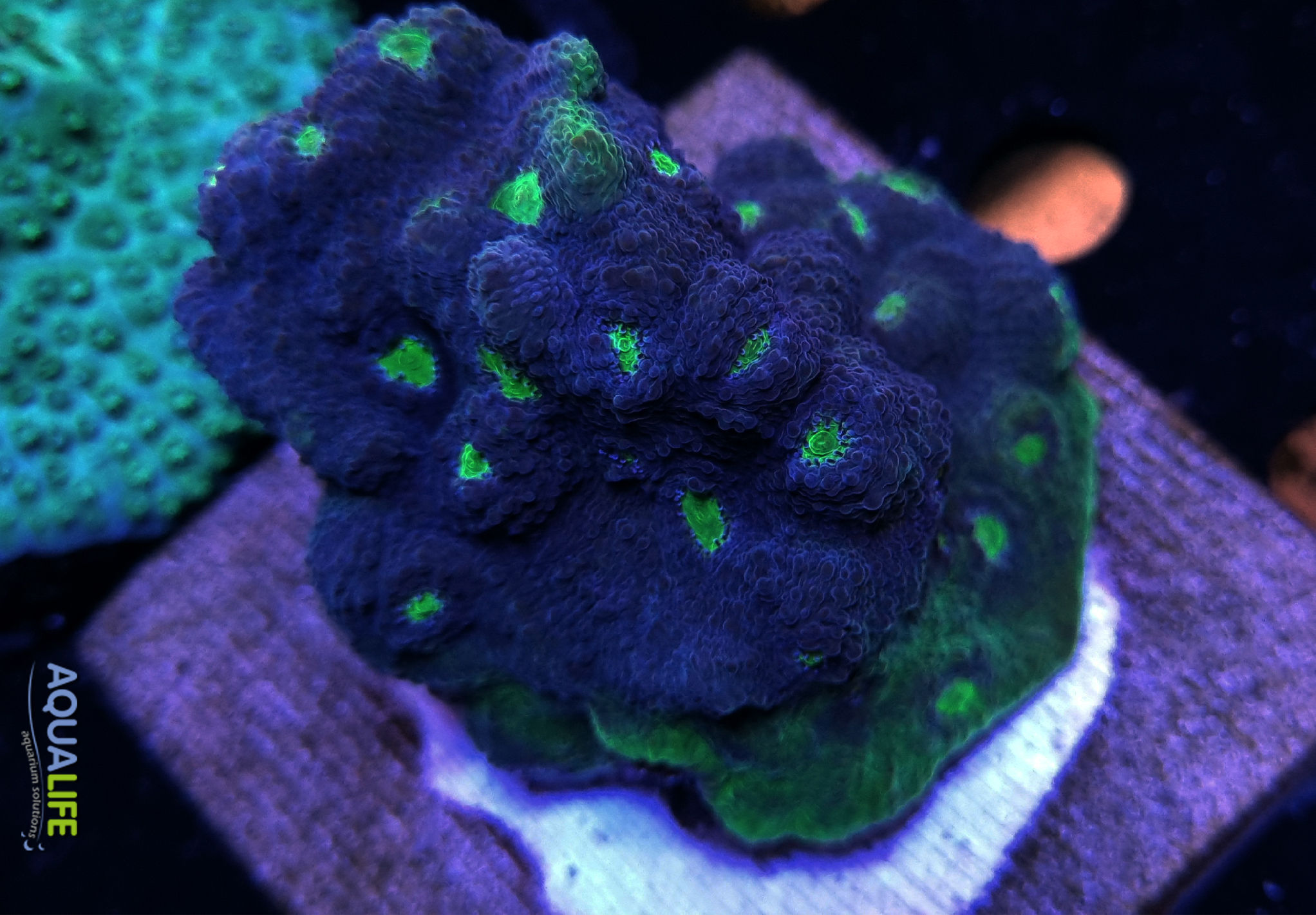 Echinophyllia Kingpin