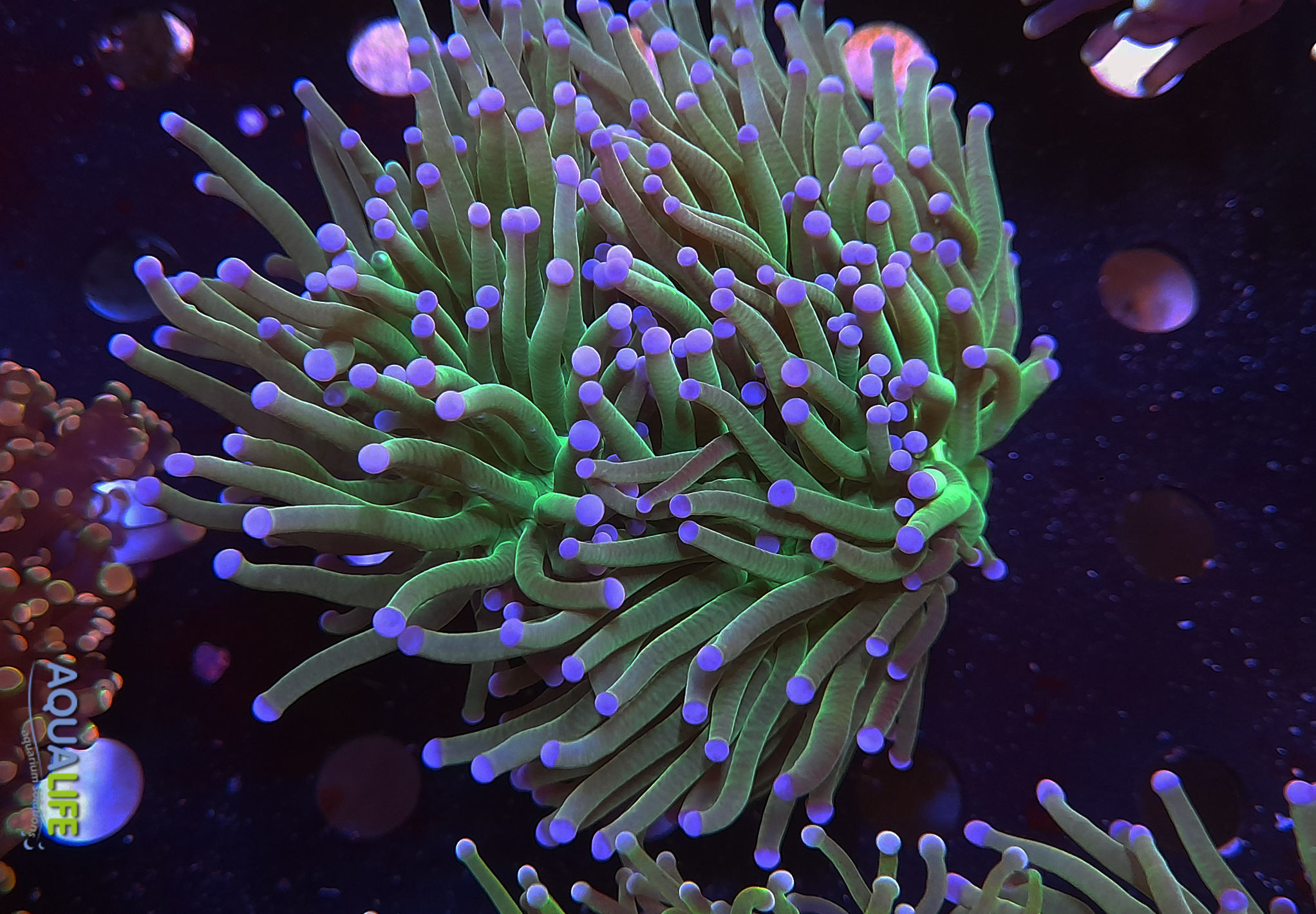 Euphyllia glabrescens 3 cabezas