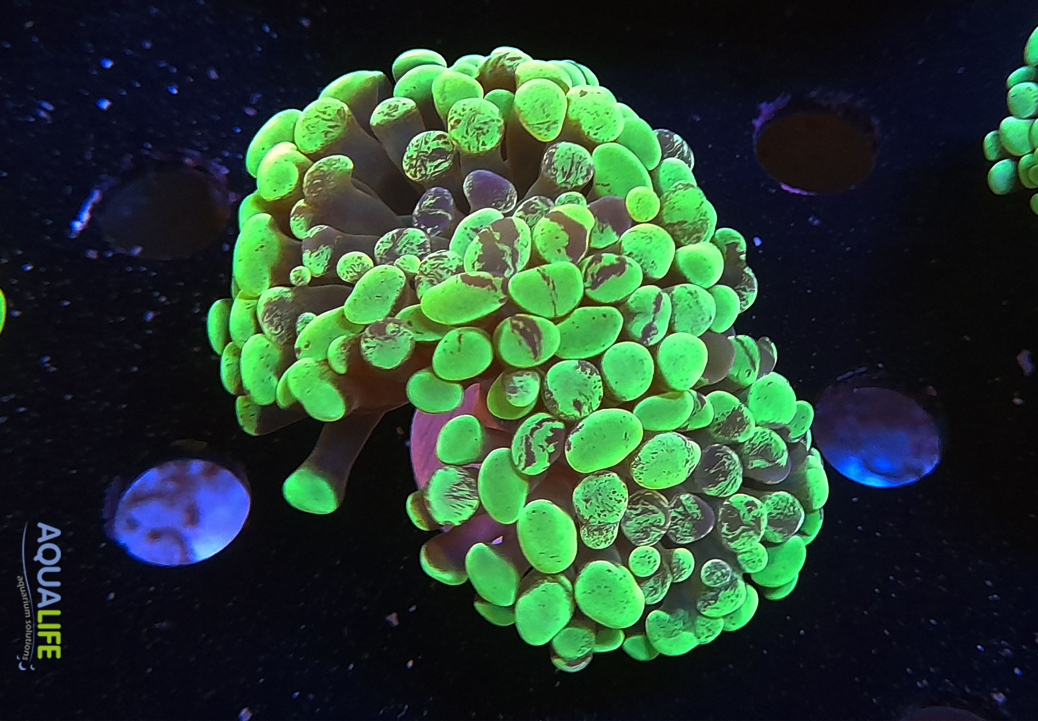 Euphyllia paraancora green splatter 2 cabezas