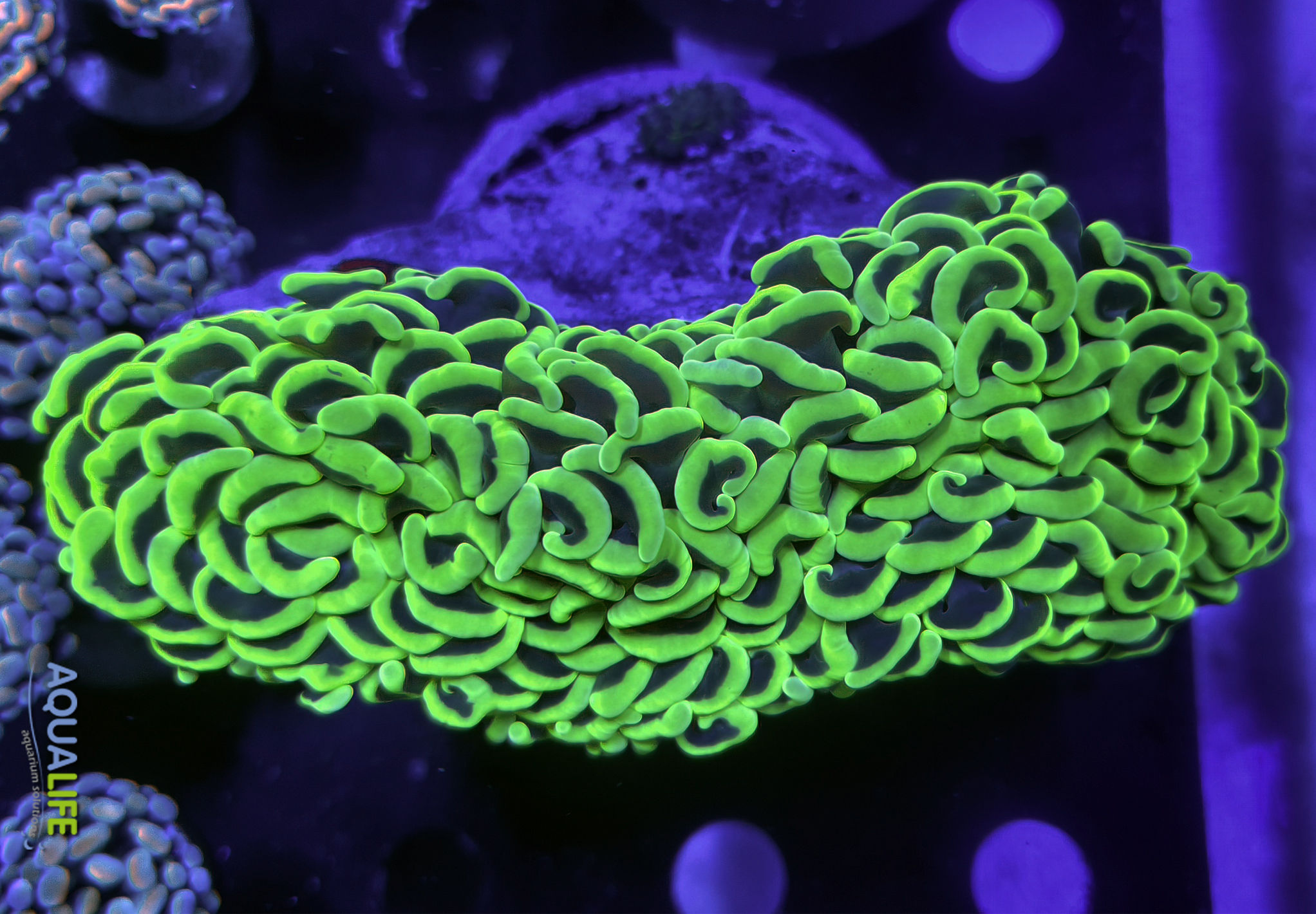 Euphyllia ancora