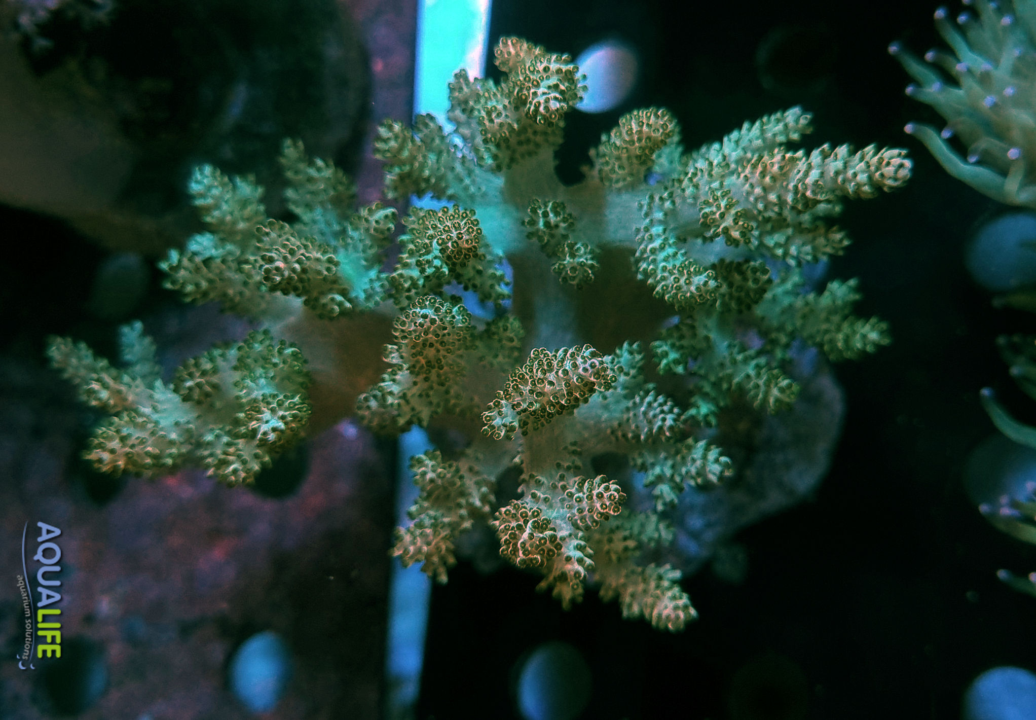 Sinularia green neon