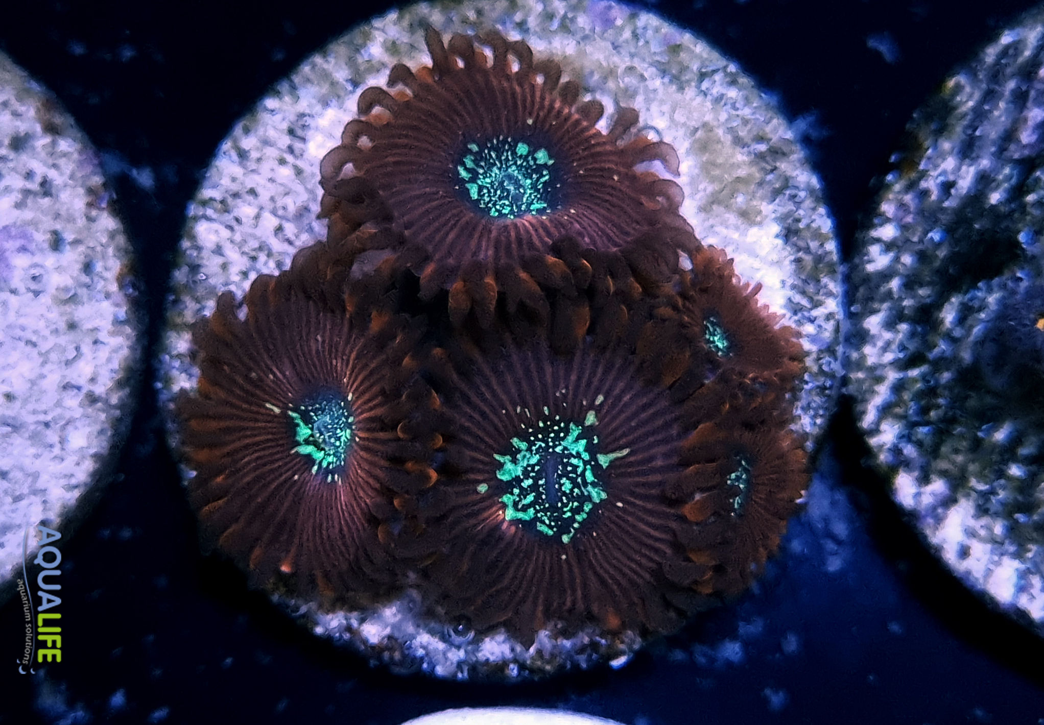 Zoanthus magician x 5 polipos