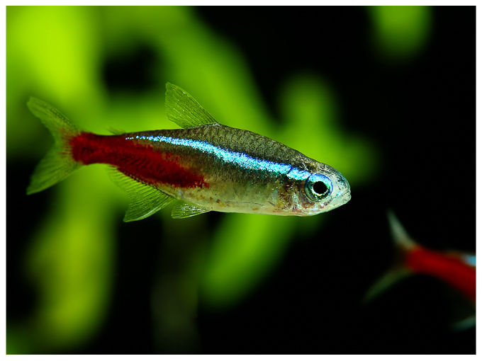 Paracheirodon Innesi ( Tetra neon)
