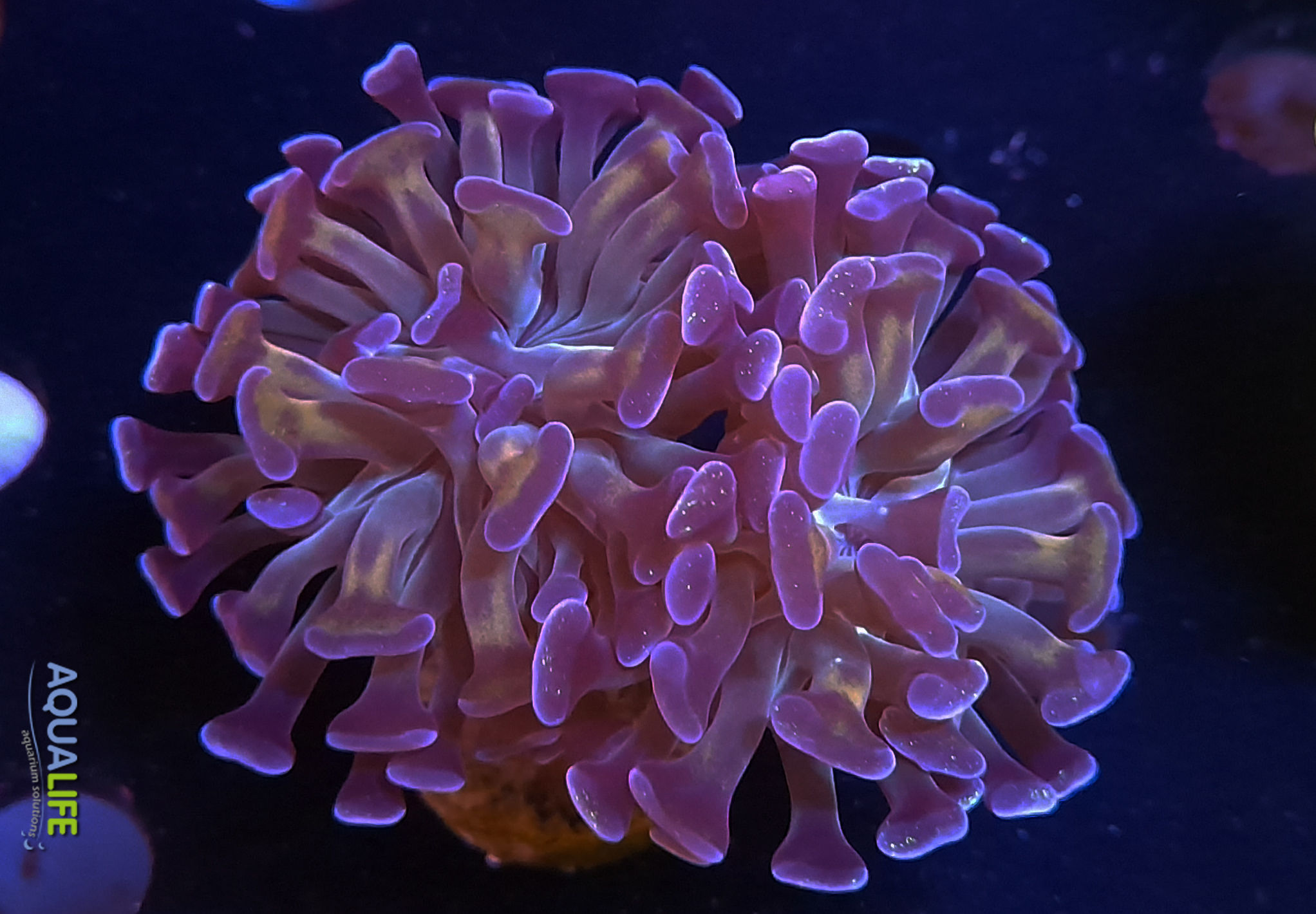 Euphyllia Paraancora 2 cabezas