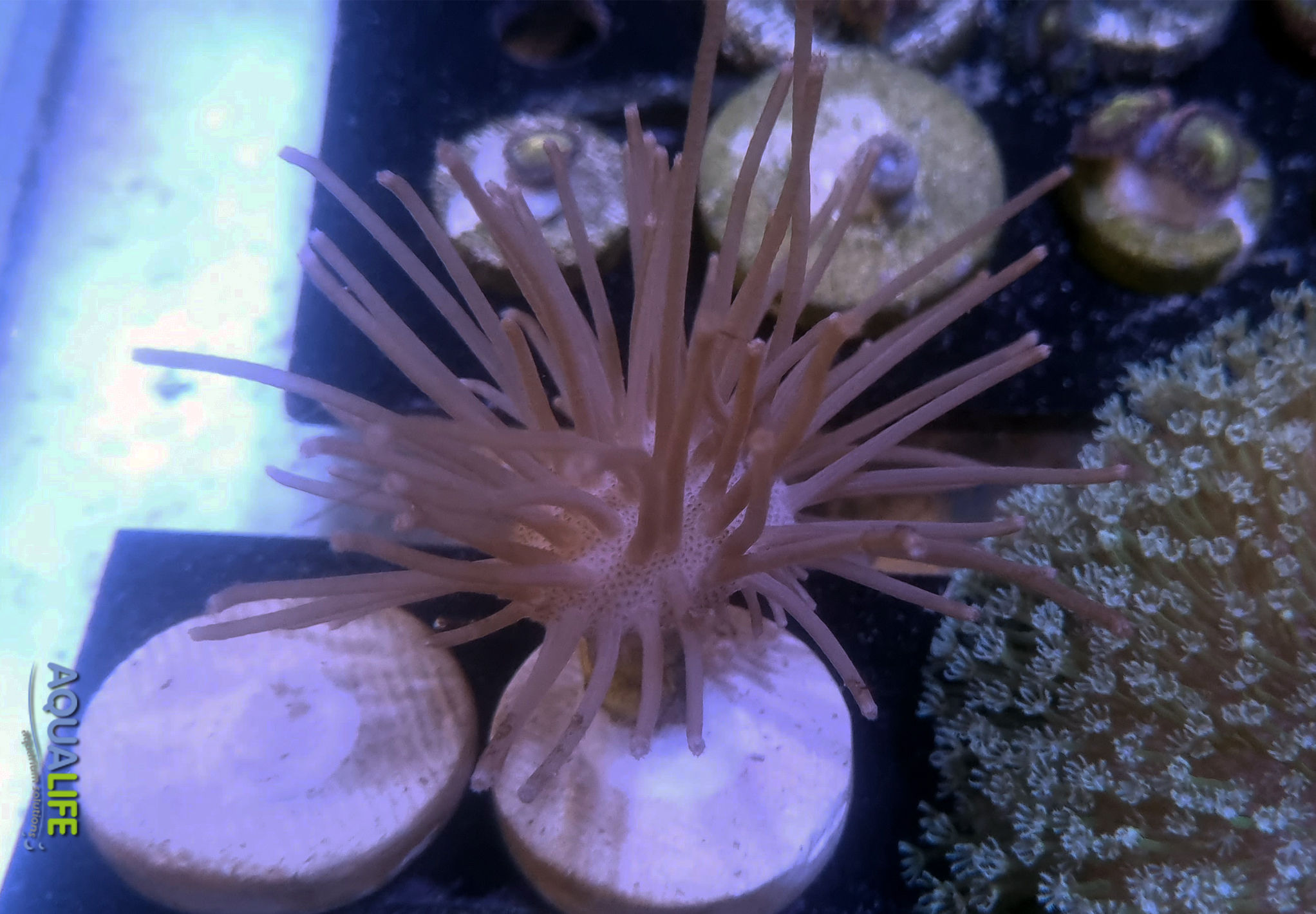 Sarcophyton polipos largos