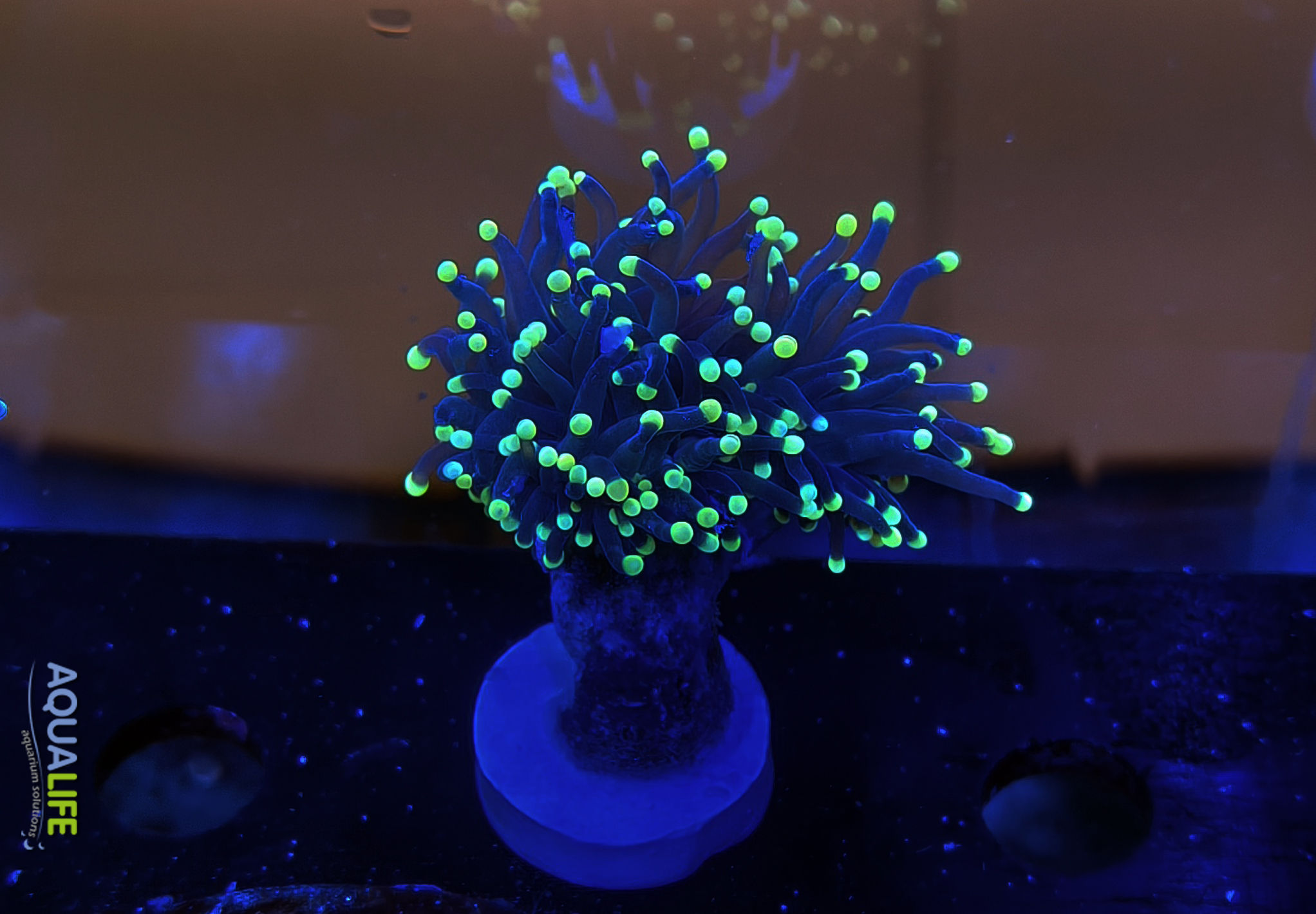 Euphyllia glabrescens yellow tip 1 cabeza