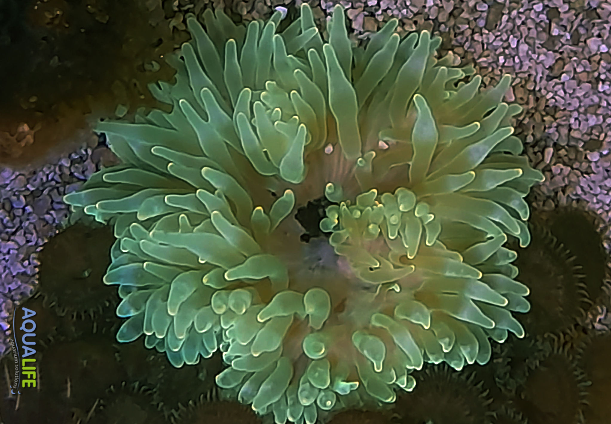 Entacmaea Quadricolor green metallic