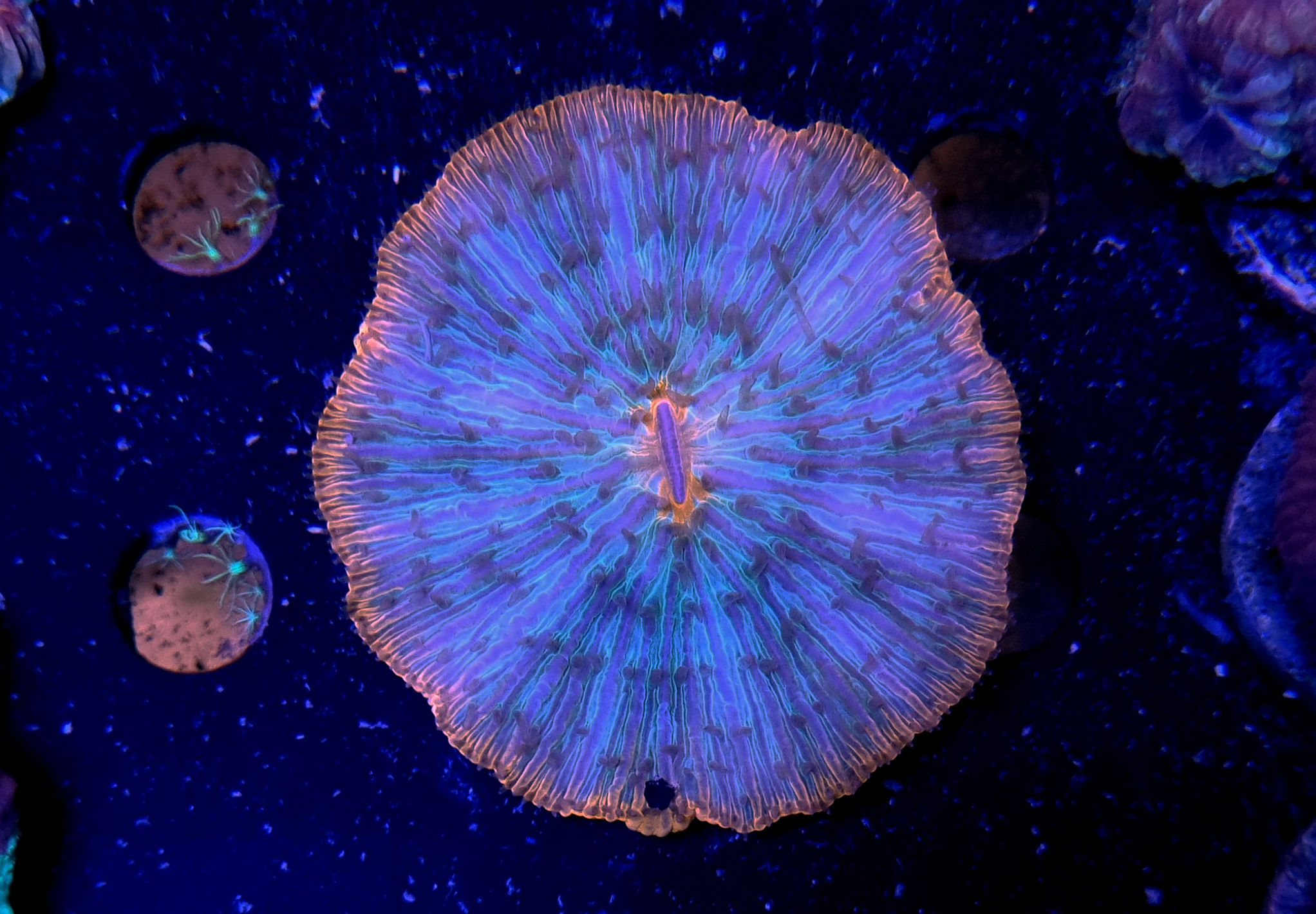 Cycloseris bicolor grado A