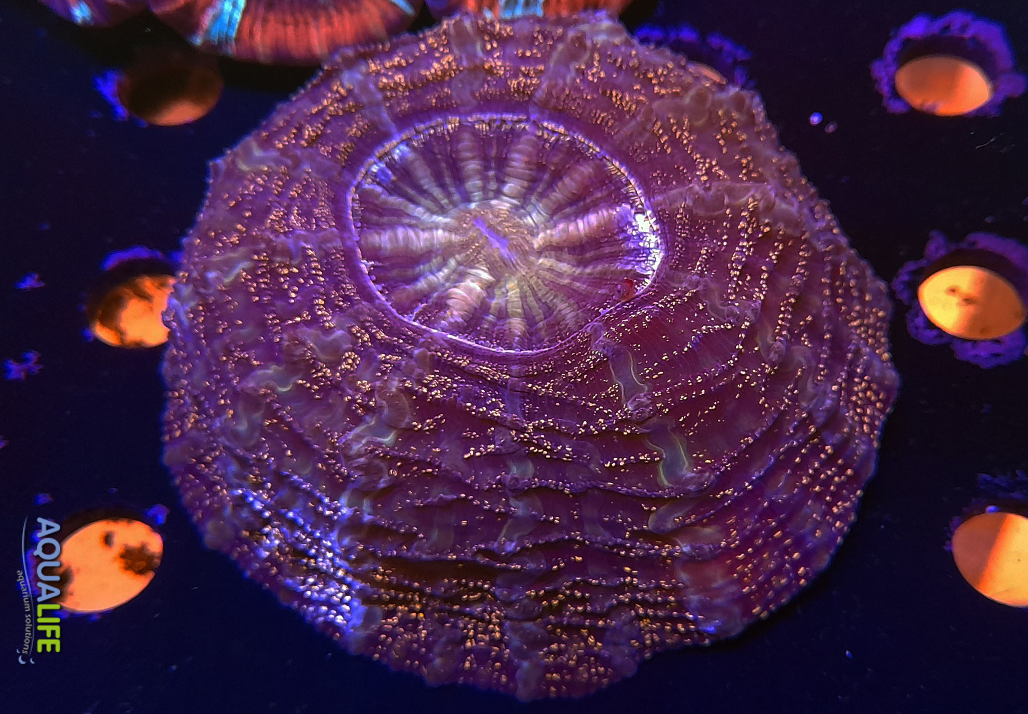 Acanthophyllia intergalactic "Reef Master"