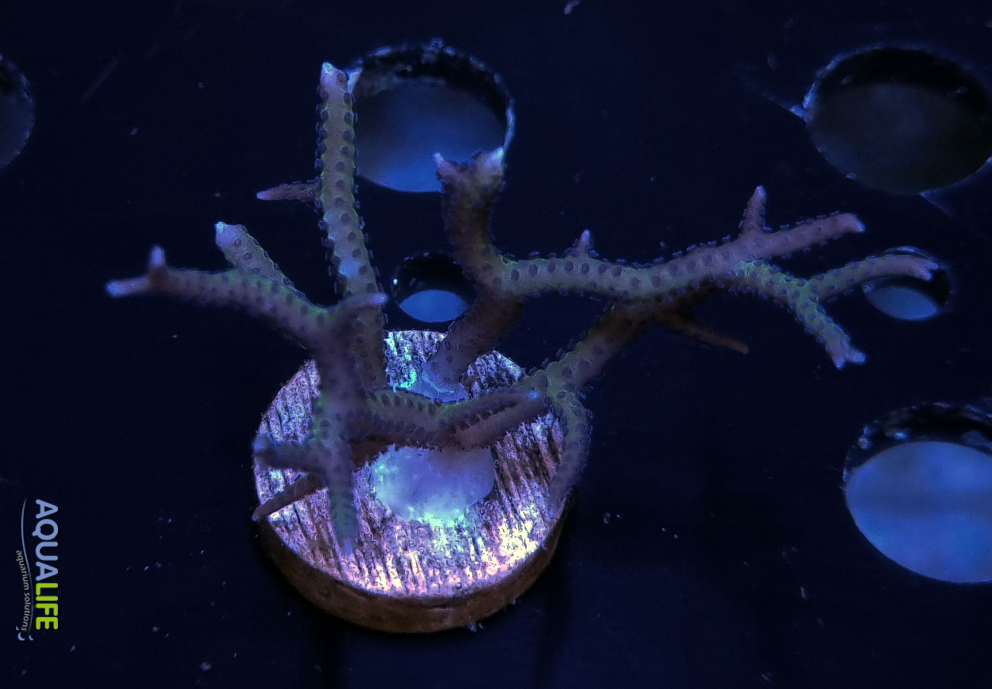 Seriatopora histrix pink